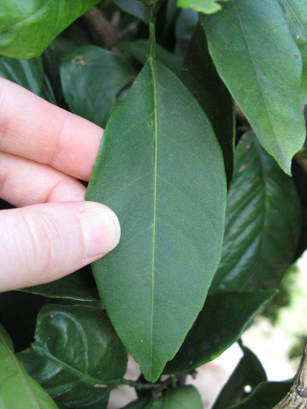            Unifoliolate leaf (Winter Haven, FL)   